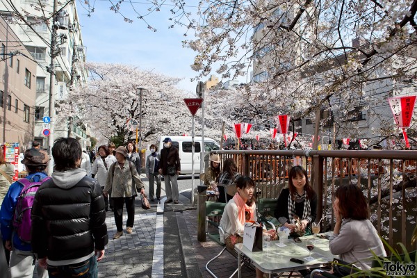 Cherry Blossoms in Nakameguro Tokyo