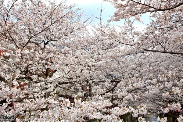 Cherry Blossoms in Nakameguro Tokyo