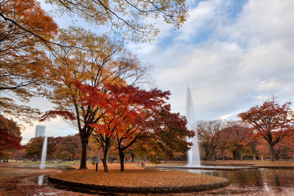 Tokyo Fall Colors