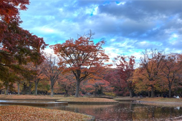 Fall Colors in Yoyogi Park