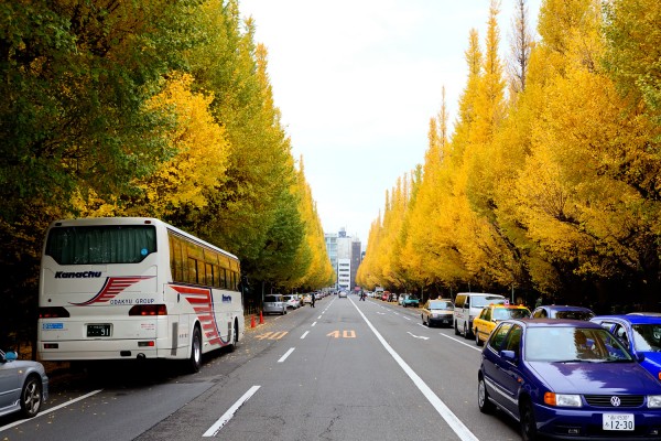Bright Yellow Autumn Trees in Tokyo