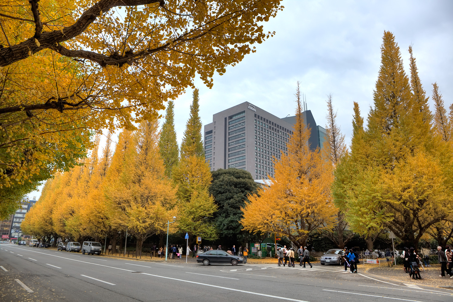 Токийский цвета. Токио осенью фото. Осень в Токио фото. Trees in the City. Yellow City.