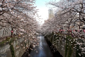 Cherry Blossoms in Nakameguro Tokyo
