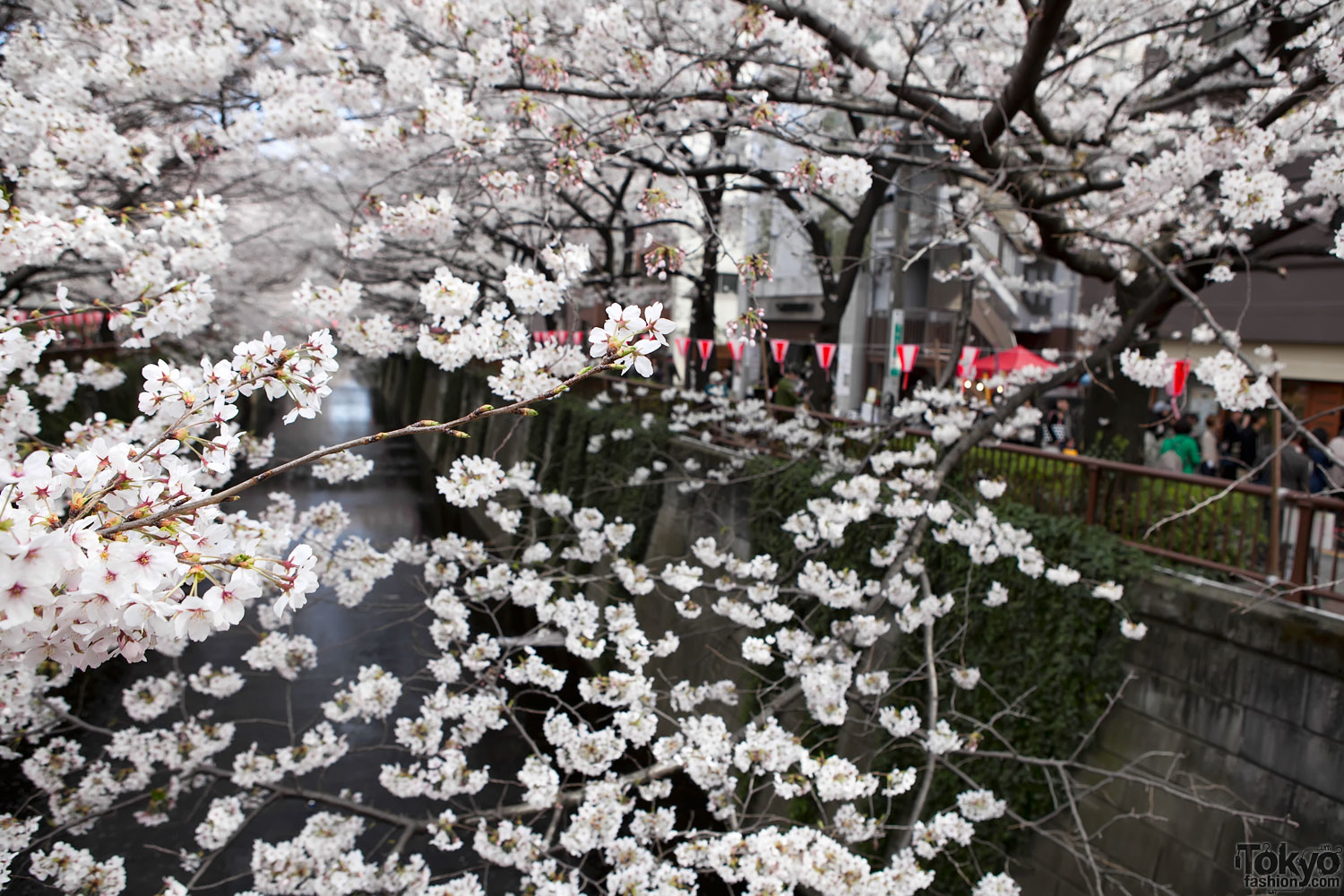 Cherry Blossoms on the Nakameguro River in Tokyo – Tokyo Fashion