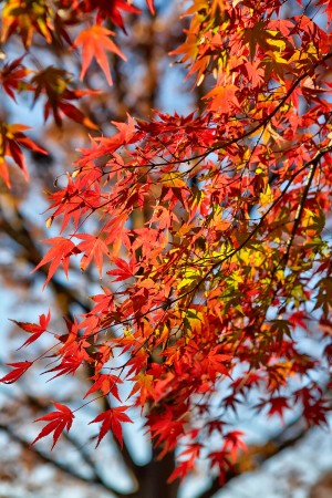 Fall Colors in Tokyo 2011 Pictures – Harajuku, Shinjuku & Aoyama ...