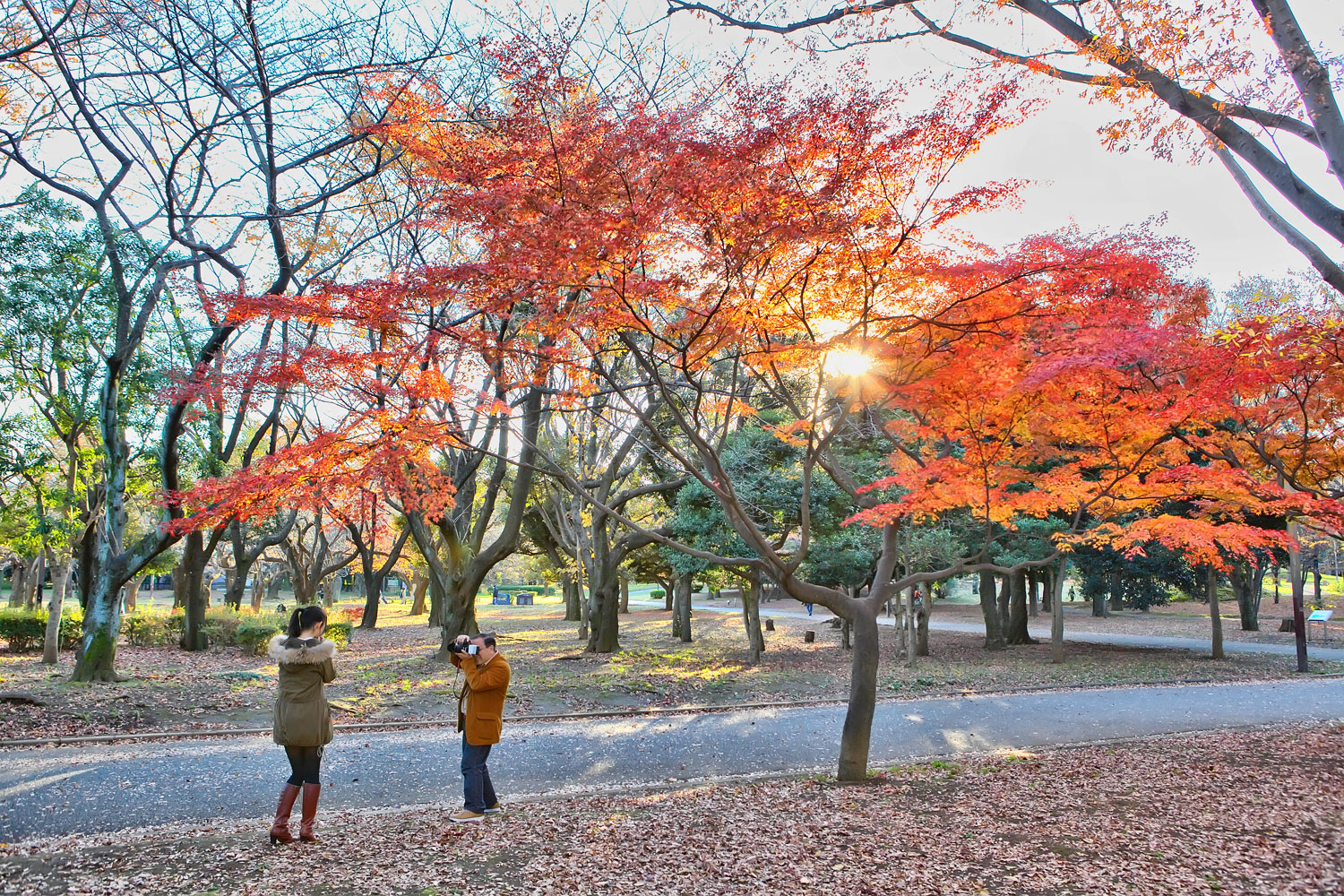 Токийский цвета. Парки Токио. Дерево гинкго в Уэно Токио. Японский Токийский парк осенью фон. Лак ва Токио парк.