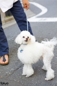 White Toy Poodle in Harajuku